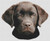 Chocolate Lab Puppy 2 / White Willow Stitching