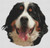 Bernese Mountain Dog / White Willow Stitching