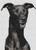 Black Greyhound / White Willow Stitching