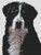 Bernese Mountain Dog 2 / White Willow Stitching