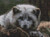 Grey Arctic Fox / White Willow Stitching