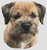 Border Terrier 2 / White Willow Stitching
