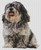 Buddy - Shih Tzu / White Willow Stitching