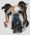 Butch - Bulldog / White Willow Stitching