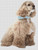 Ascob Cocker Spaniel / White Willow Stitching