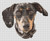 Black Dappled Dachshund / White Willow Stitching
