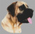 Fawn Great Dane / White Willow Stitching