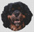 Black & Tan Cavalier King Charles Spaniel / White Willow Stitching
