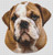 Brown & White Bulldog / White Willow Stitching