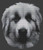 Great Pyrenees 2 / White Willow Stitching