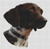 German Shorthaired Pointer 2 / White Willow Stitching