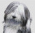 Bearded Collie 2 / White Willow Stitching