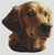 Golden Retriever 2 / White Willow Stitching