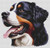 Bernese Mountain Dog 4 / White Willow Stitching