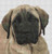 Mastiff Face / White Willow Stitching