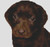 Chocolate Labrador Retriever Puppy / White Willow Stitching