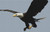 Bald Eagle 2 / White Willow Stitching