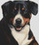Greater Swiss Mountain Dog / White Willow Stitching