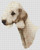 Bedlington Terrier - Sandy / White Willow Stitching
