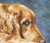 Golden Eyes - Golden Retriever / White Willow Stitching