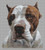 American Pit Bull Terrier / White Willow Stitching
