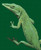 Green Anole / White Willow Stitching