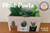 Plant Pawts / Darling & Whimsy Designs