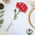 Birth Month Flowers: January - Carnation / Artmishka Cross Stitch