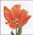 Orange Triumph Tulip / Thea Gouverneur / GOK523A