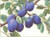 Branch Of Plums / Thea Gouverneur / GOK3015