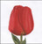 Red Darwin Hybrid Tulip / Thea Gouverneur / GOK521