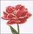 Red/White Edged Early Double Tulip / Thea Gouverneur / GOK520