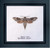 Sphinx Moth / Thea Gouverneur / GOK564