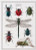 The History of Insects / Thea Gouverneur / GOK566A