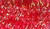 Fluorescent Red / ES34