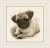 Pug Dog / Vervaco / PNV169650