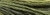 Amazon Moss / 41554066