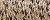 071 / Misty-Gold / B789