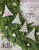 Festive Mini Trees / Hello From Liz Mathews