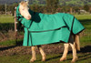 Winter Sahara Shell Canvas Combo sizes 4'9 to  6'6 Blue canvas 