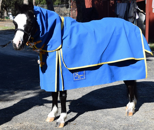 Winter Sahara Shell Canvas Combo sizes 4'0 / 4'6 blue canvas