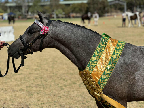 Shelby Garland Please watch video below