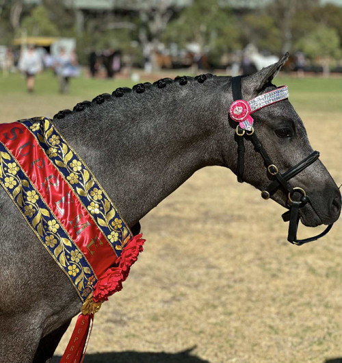 Stella VNk Sash please watch video below, minimum order of 5