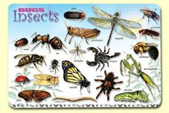 BUGS, INSECTS AND ARACHNIDS PLACEMAT 17.5''X12''