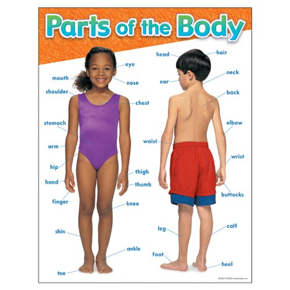 PARTS OF THE BODY CHART