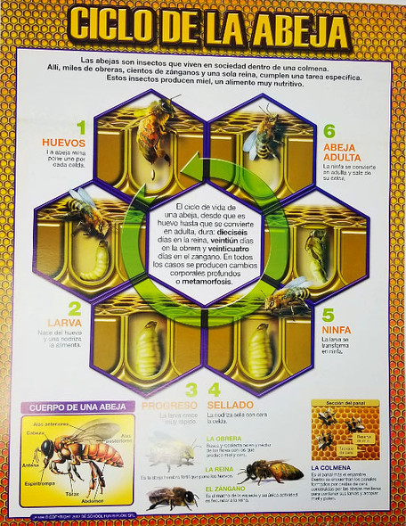 CARTEL CICLO DE LA ABEJA