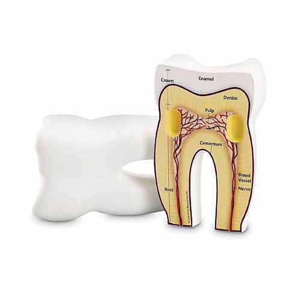 TOOTH CROSS SECTION MODEL