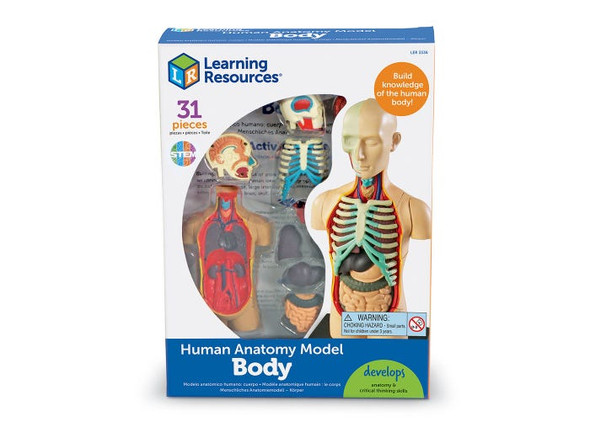 ANATOMY MODEL - HUMAN BODY