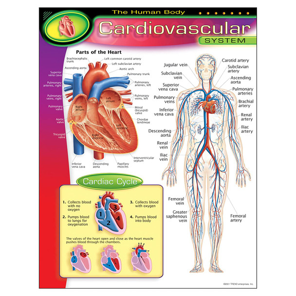 THE HUMAN BODYCARDIOVASCULAR CHART