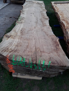 HARDWOOD AIR DRIED TIMBER WANEY EDGE / LIVE EDGE ENGLISH PIPPY BROWN OAK SLAB / TABLE TOP HARDWOOD AIR DRIED TIMBER WANEY EDGE / LIVE EDGE ENGLISH PIPPY BROWN OAK SLAB / TABLE TOP